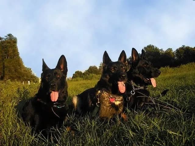 Good Behavior Dog Training photo