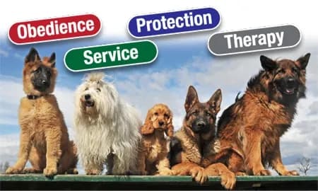 K9 Advisors Dog Training photo
