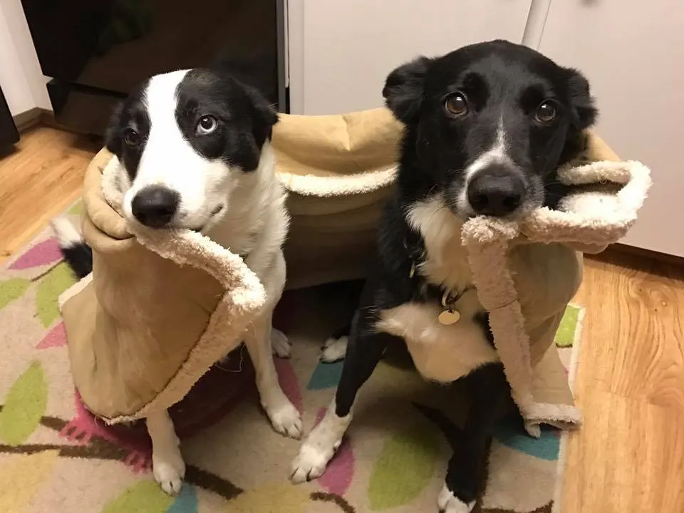 Trick Dog U K9 Training Academy