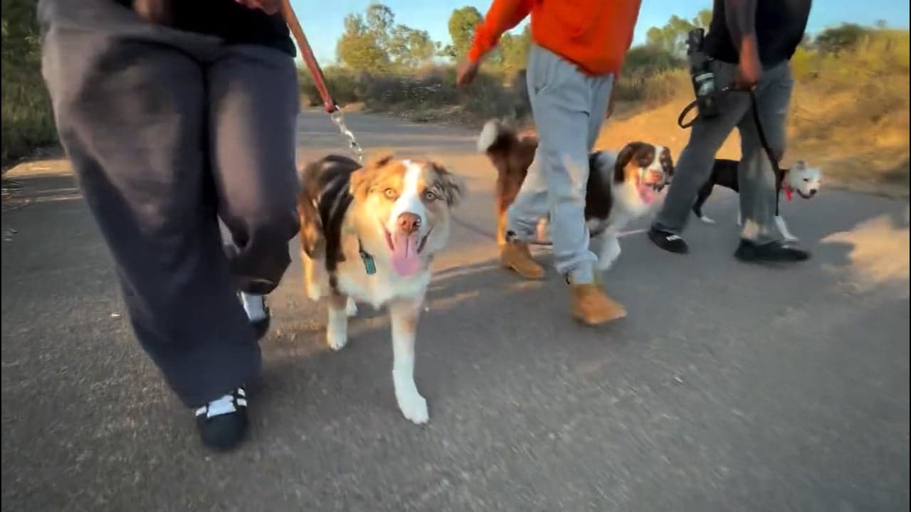 Boss Dawg K9 Training