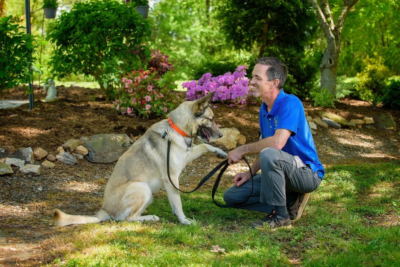Libratum Dog Training LLC photo