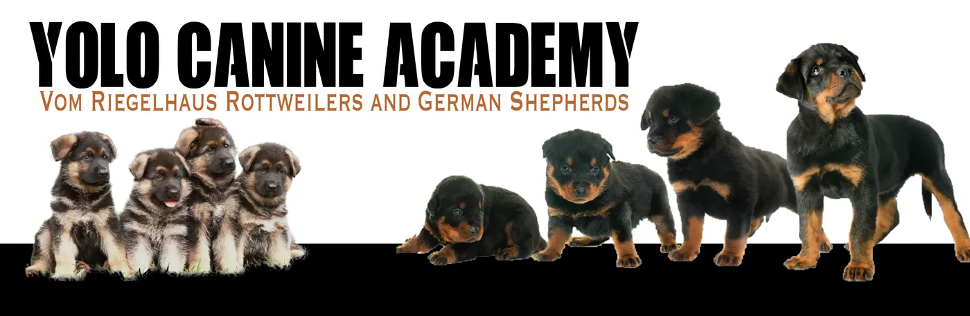 Yolo Canine Academy