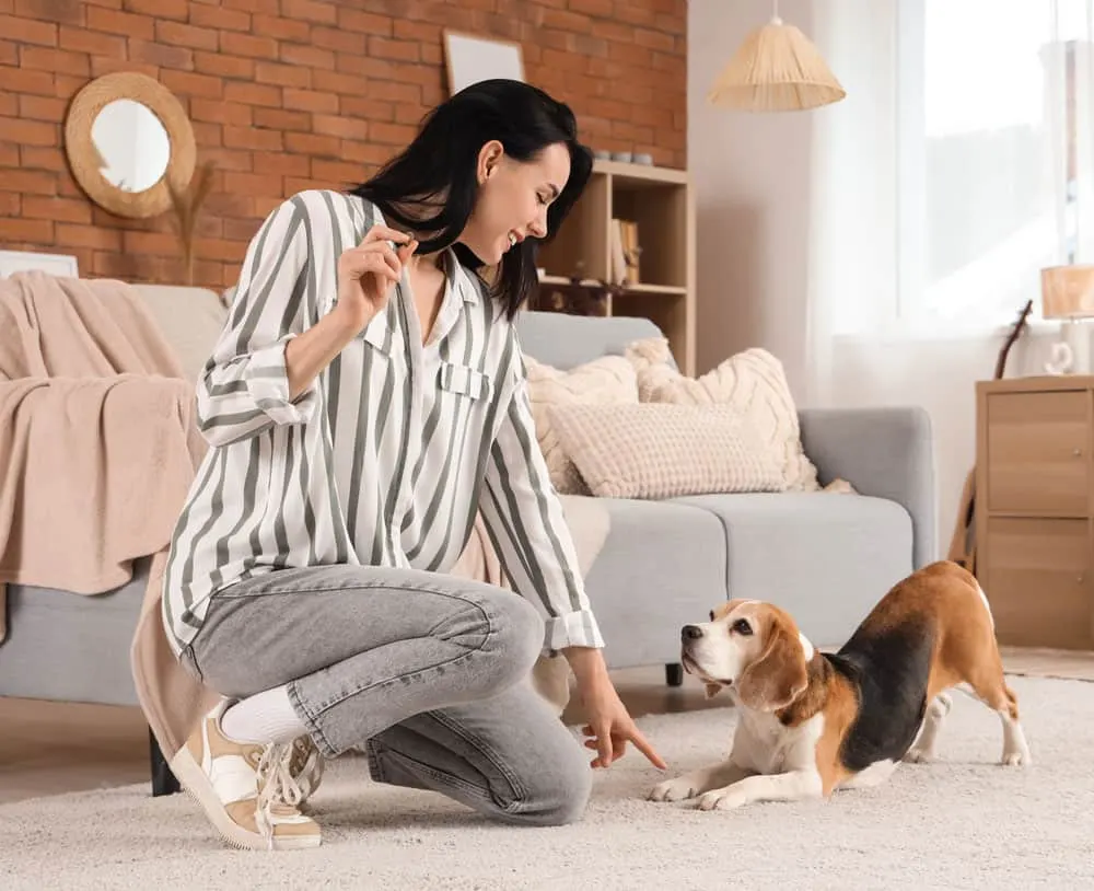 Sit Happens Dog Training Tampa photo