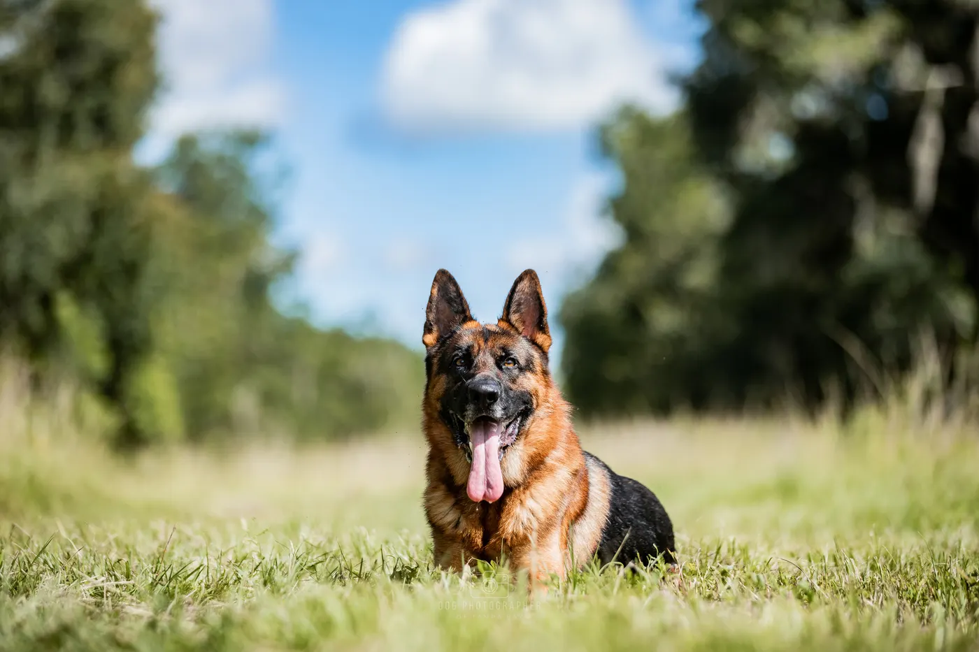 Vernon Dog Training photo