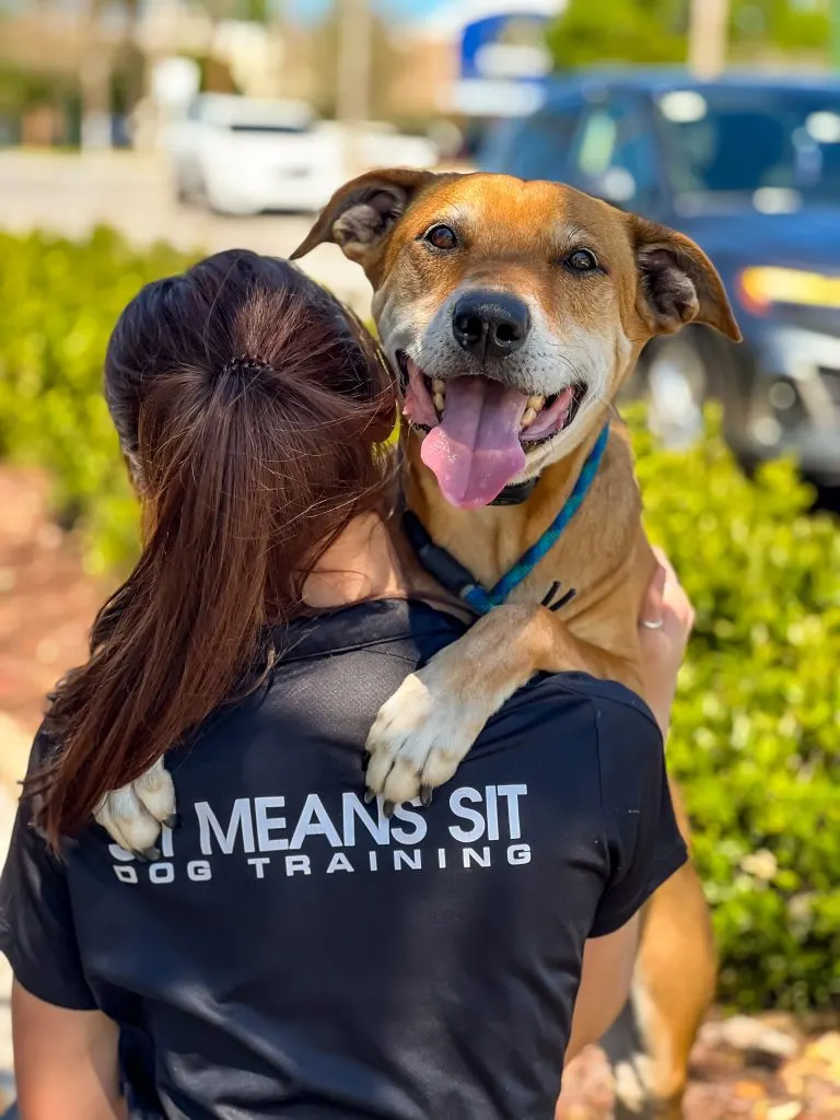 Sit Means Sit Dog Training Orlando