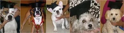 Doggie Days Miami Inc, CGC, diabetic alert training, boarding