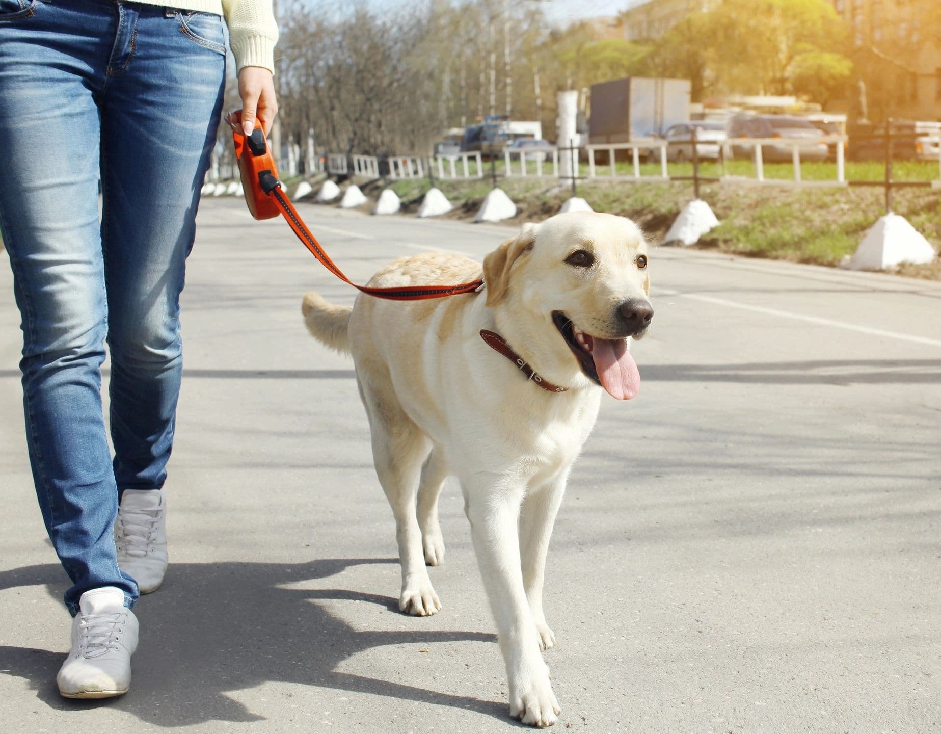 Amazing Dog Training