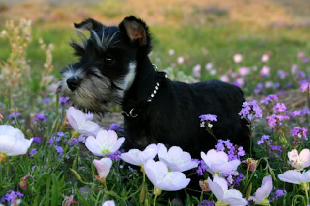 Dog Remedy Behavioral Training