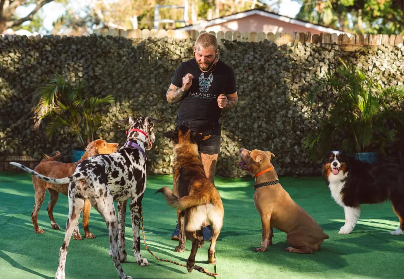 Balanced Canine Academy- Dog Training & Rehabilitation
