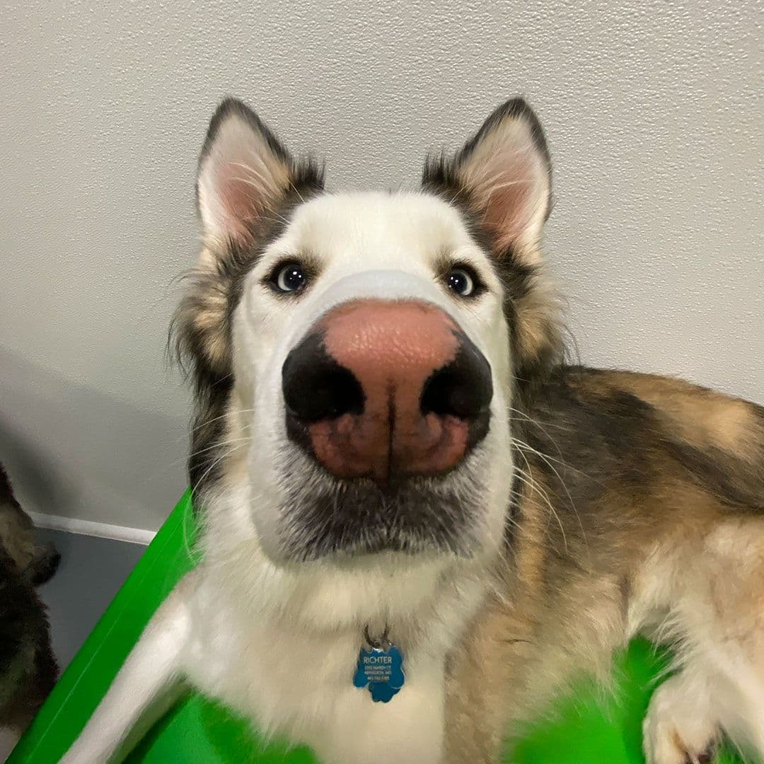 Playful Pack