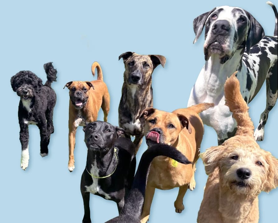 Fon Jon Dog Boarding and Daycare of San Diego
