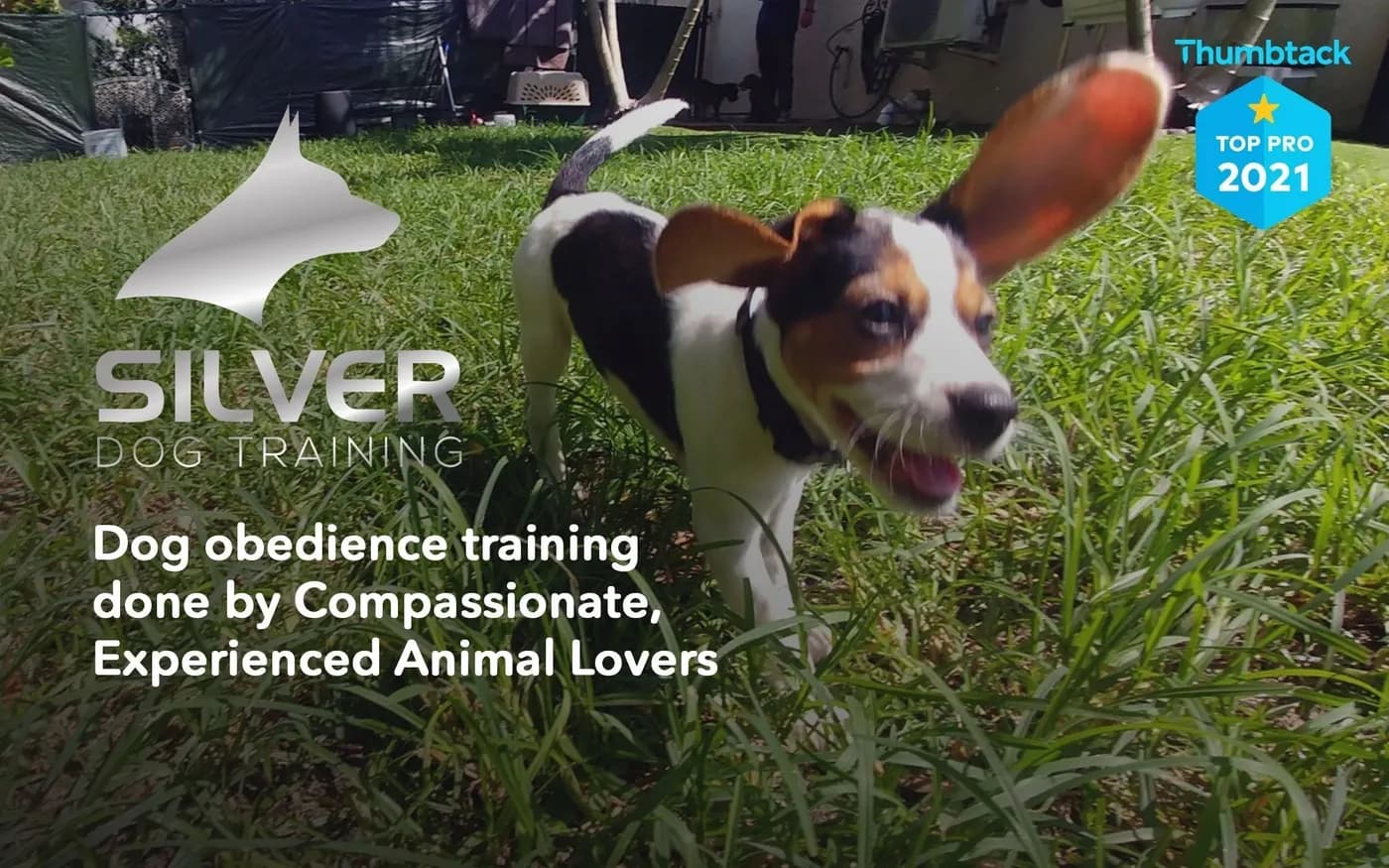 Silver Dog Training LLC