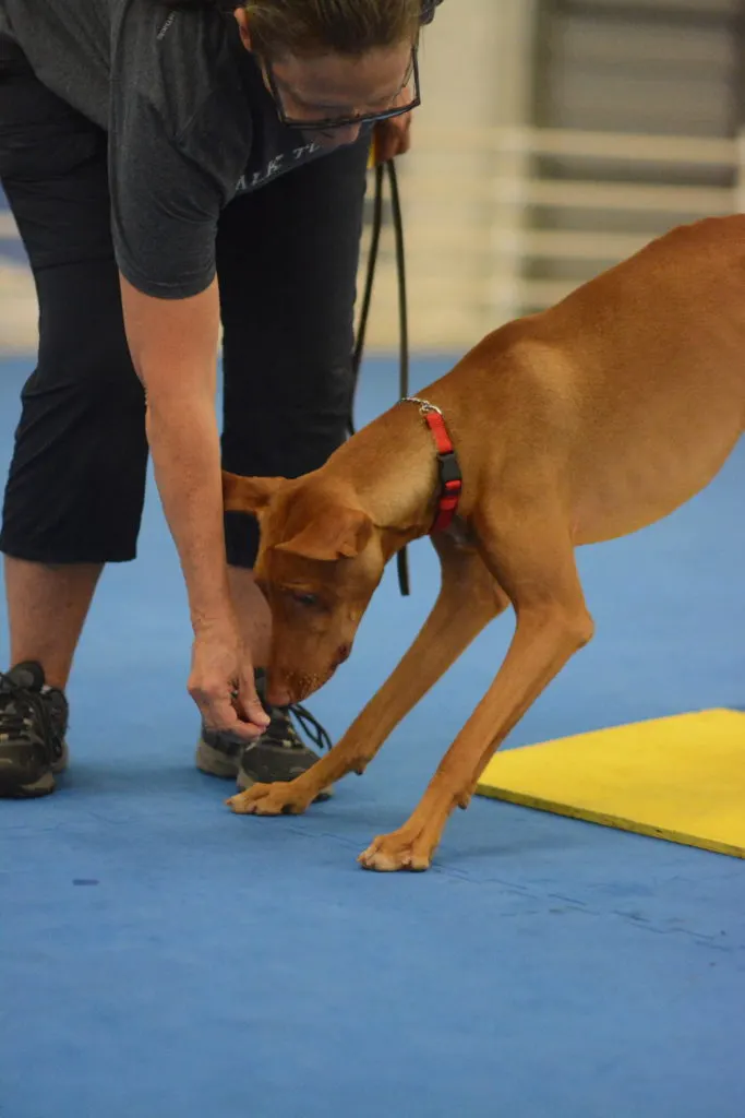 Dog Training Club of Tampa, Inc photo