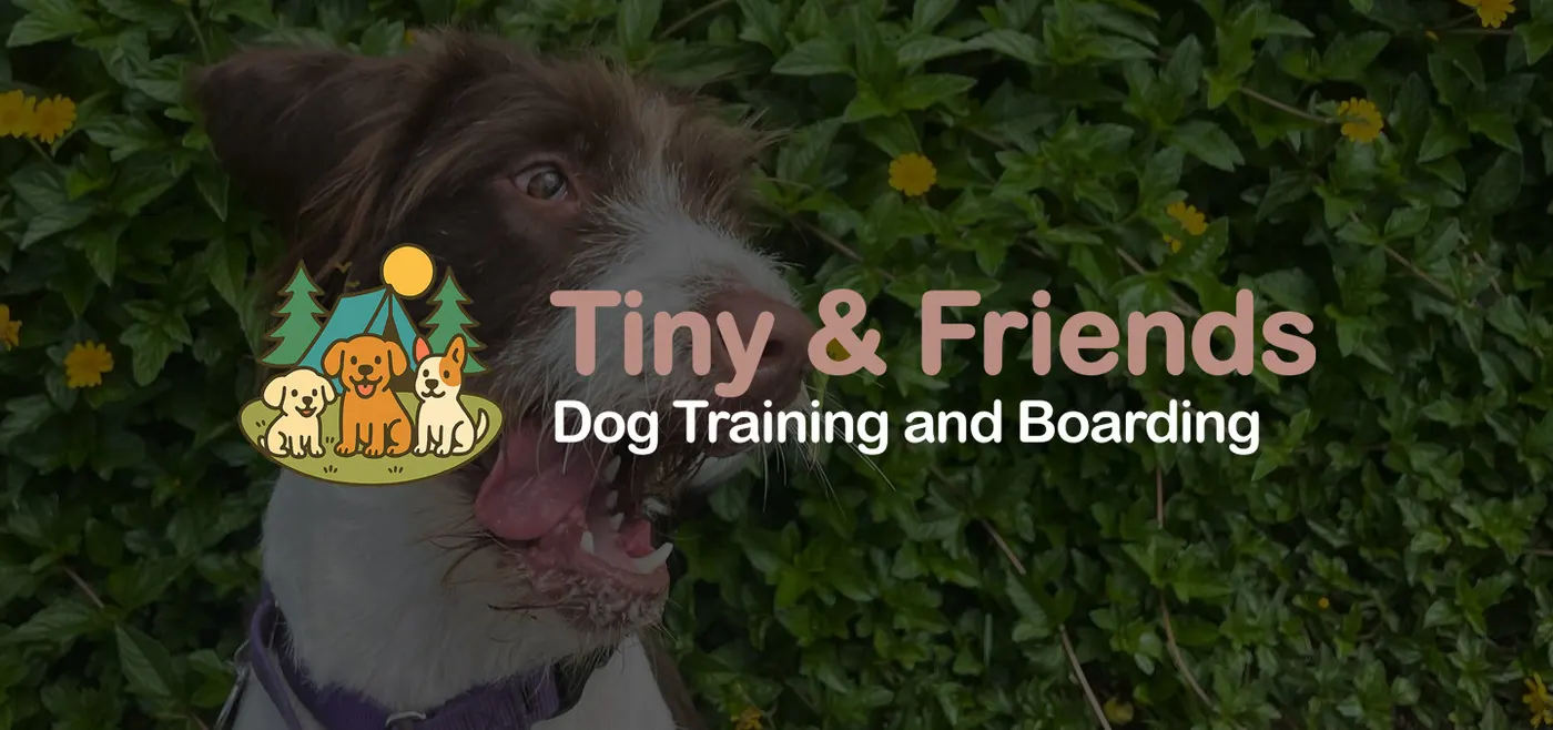 Tiny and Friends Dog Training And Boarding Services photo