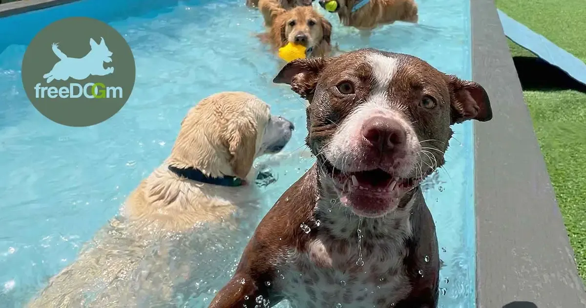 freeDOGm photo