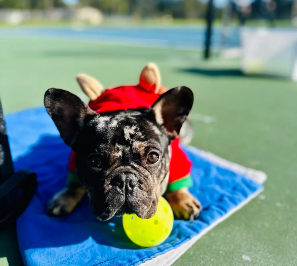 Acclaimed Canine Training photo