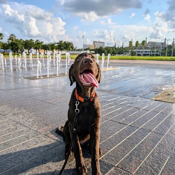 Right Paw Dog Training photo