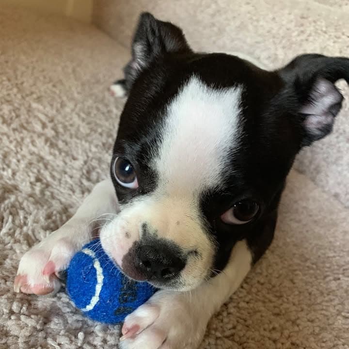 Proud Pack Dog Training LLC