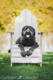 PETS Pet Enrichment and Training Solutions, LLC photo