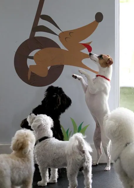Your Good Dog
