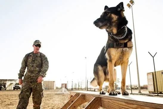 Fun Paw Care Dog Training photo 2