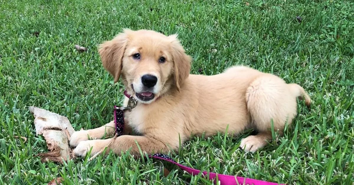 Bauser's Pet Training photo