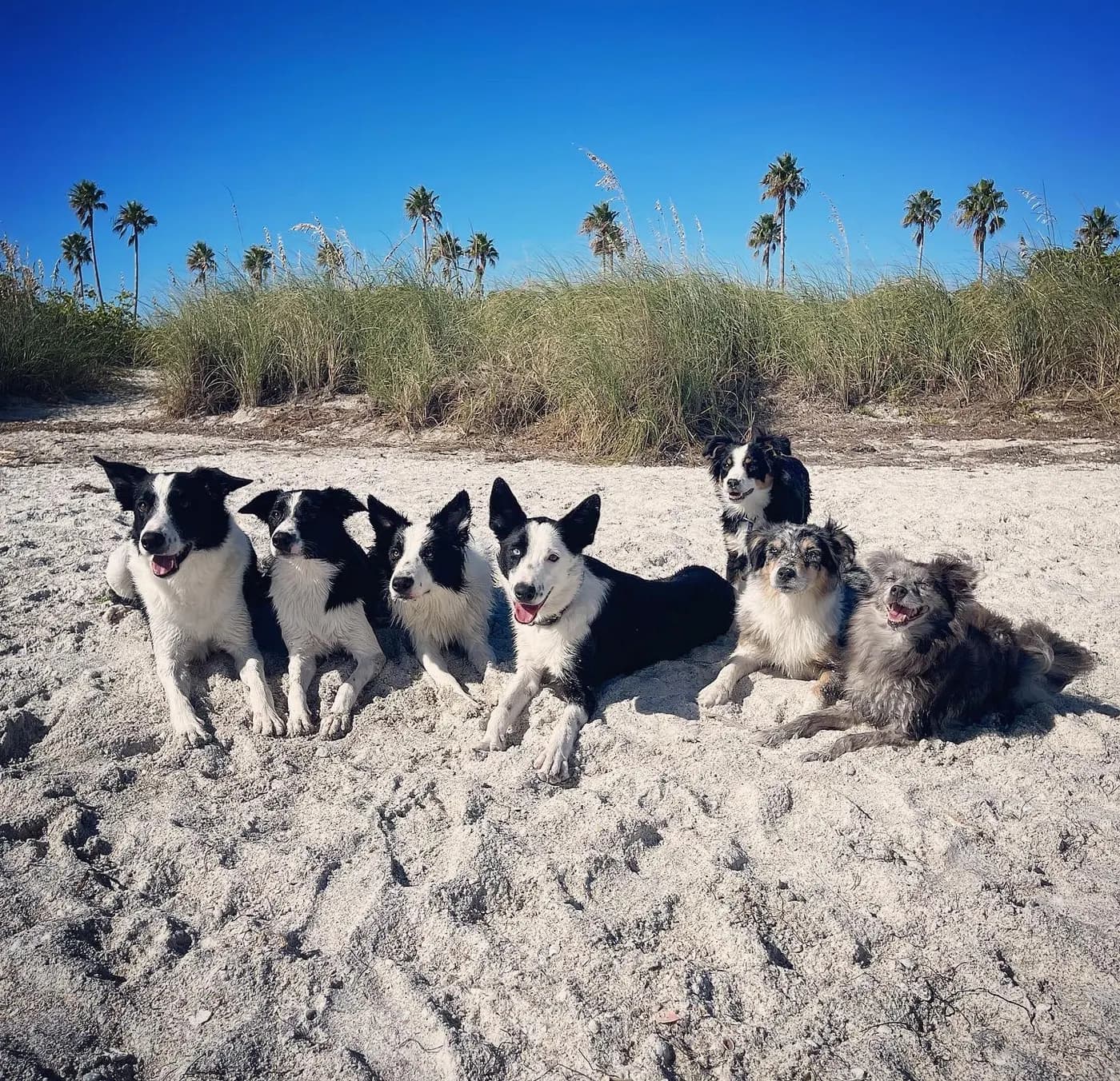 Brilliant Dogs photo