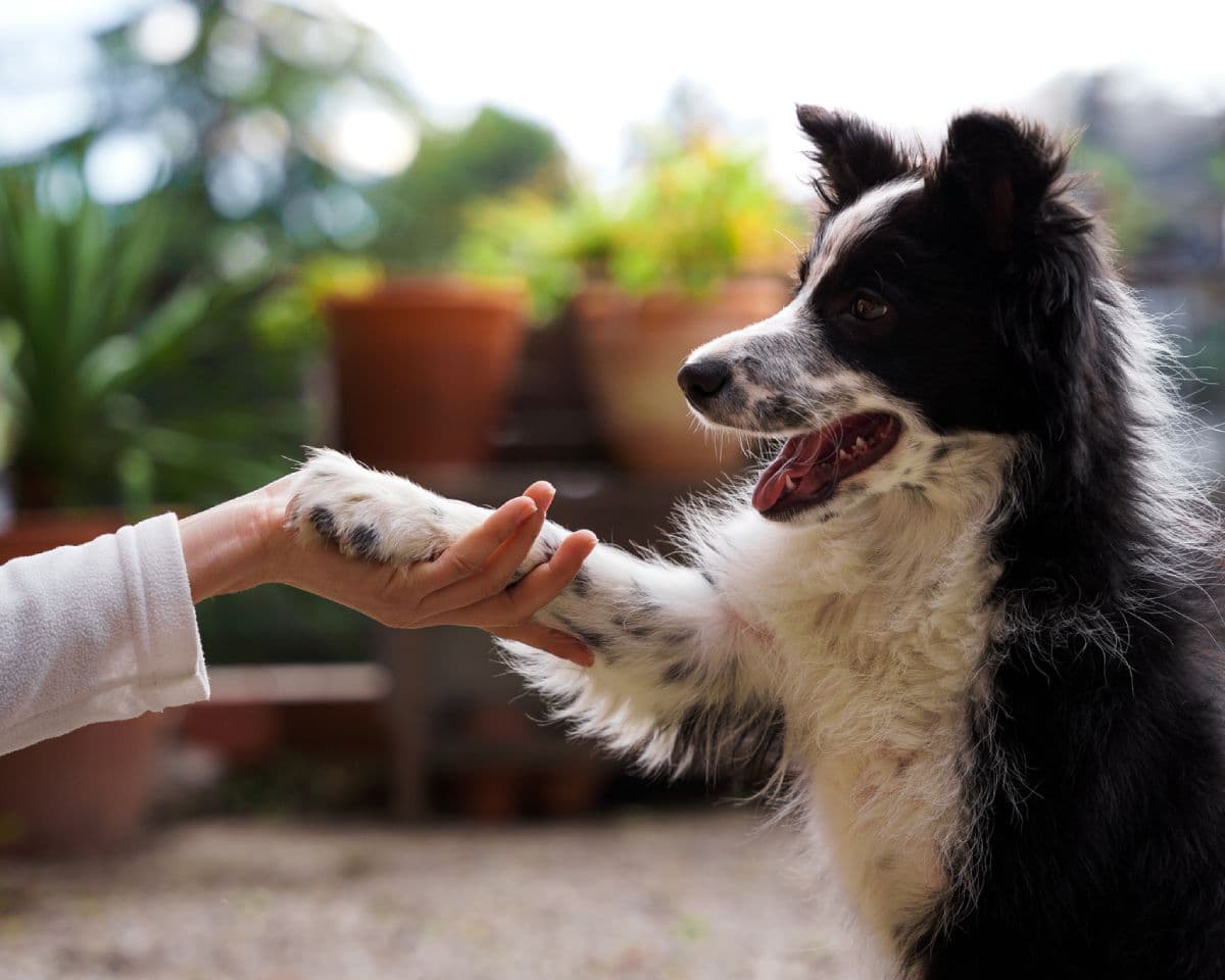 Finest City Dog Training - San Diego