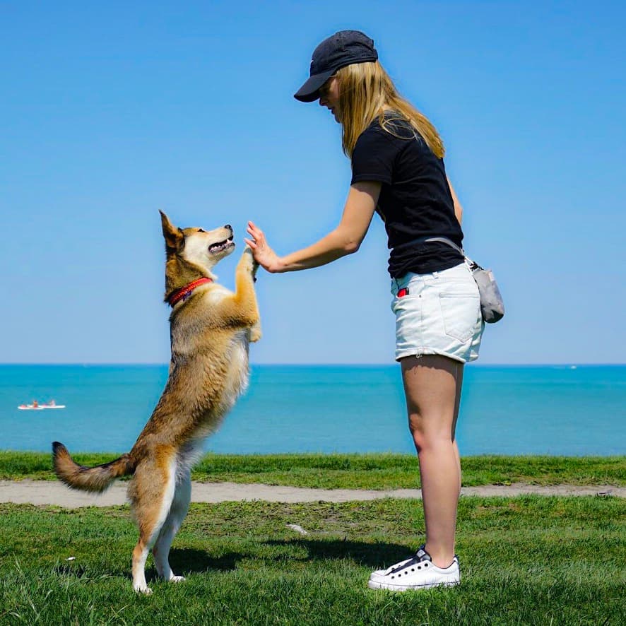 Gretta's Dog Training