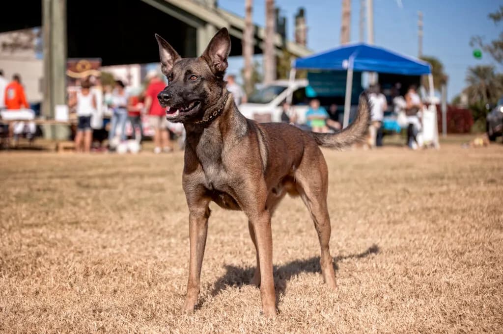 The Doghouse, LLC photo